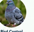 Bird control