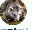 Opossum removal