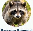 Raccoon wildlife removal