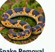 Snake safety and removal