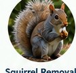 Squirrel control